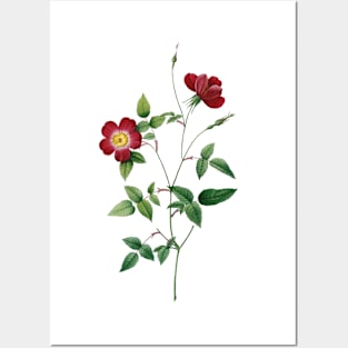 Tiny Red Rose Flower Botanical Illustration Posters and Art